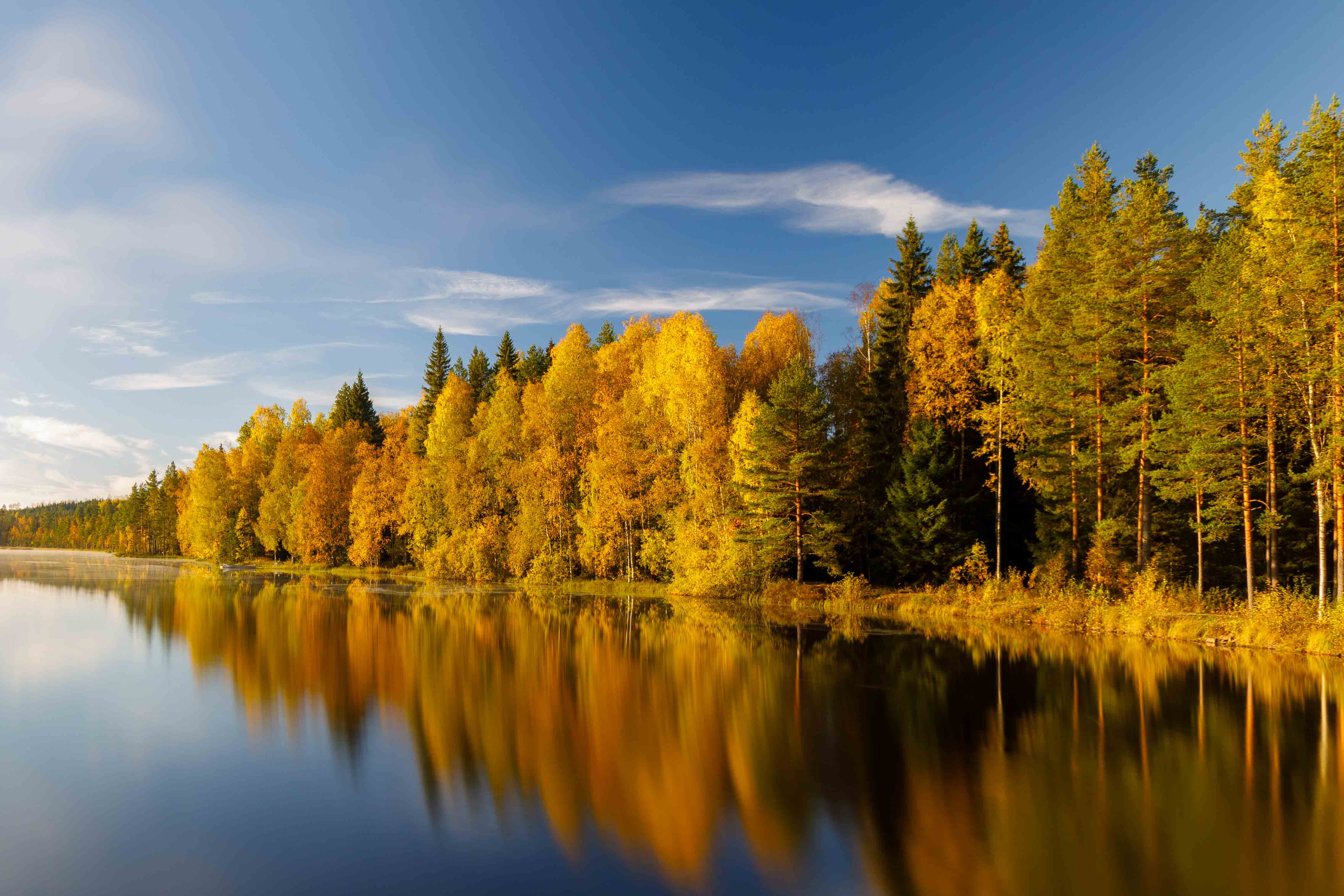 Kleurrijk herfstbos in Värmland, Zweden