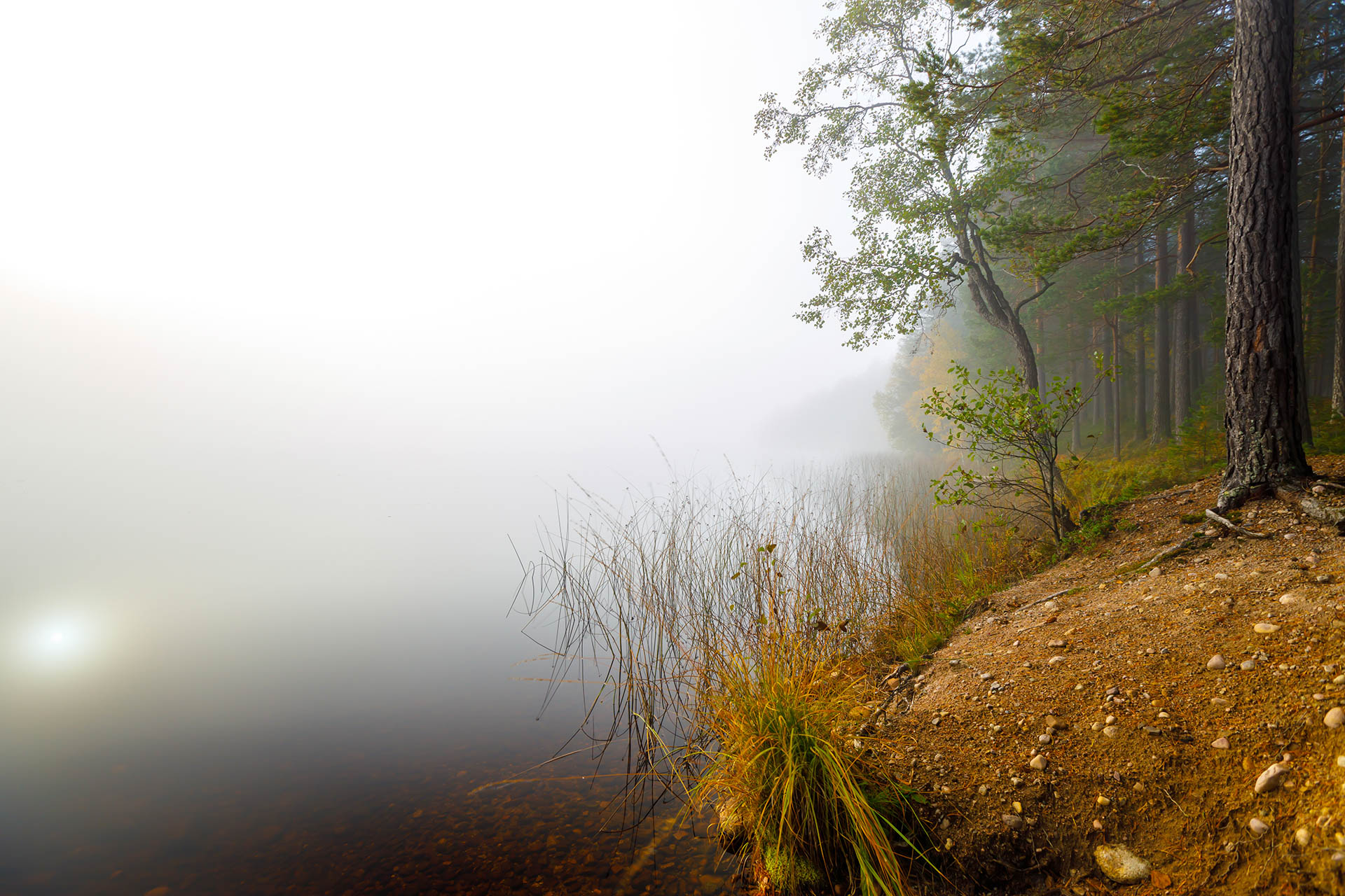 Foggy forest path in a quiet Scandinavian woodland