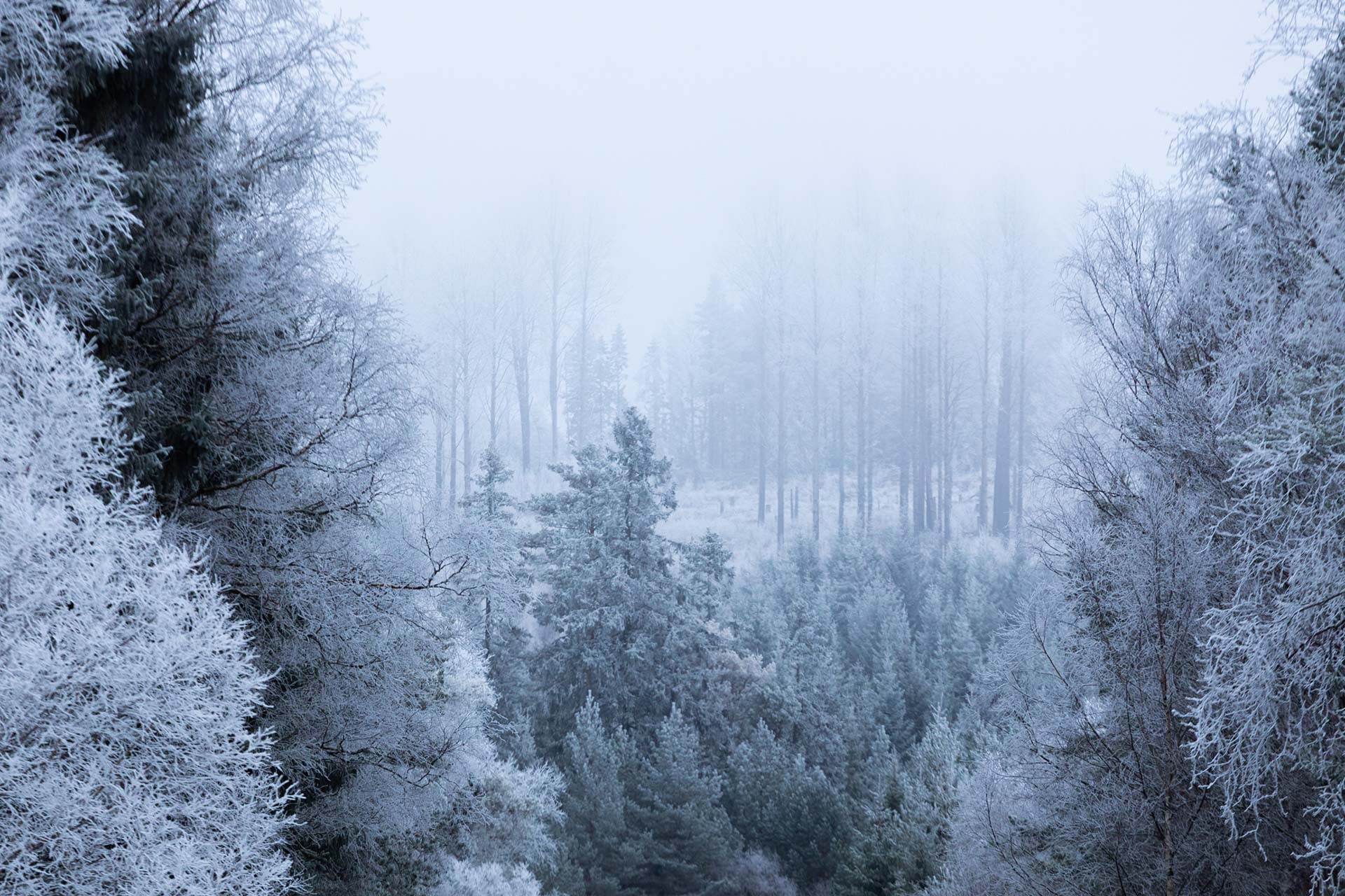 Frozen forest covered in snow in Scandinavia
