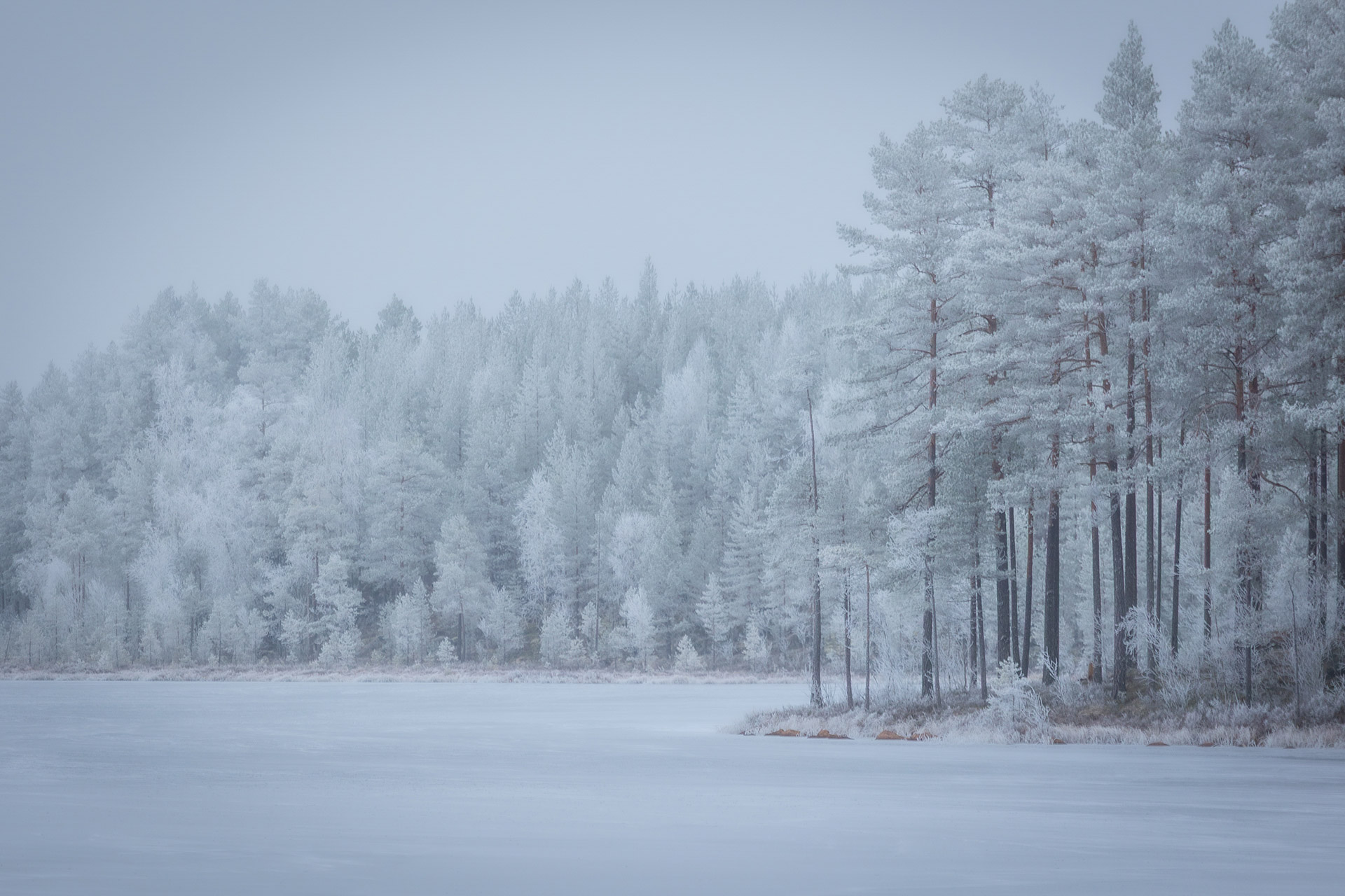 Frost-covered trees in a Nordic winter landscape