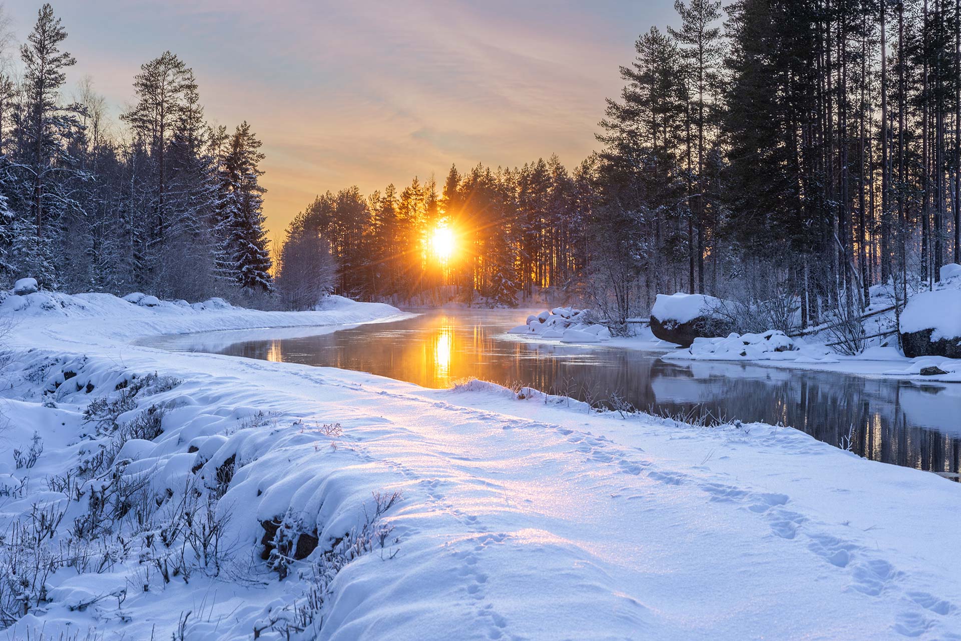 Winter light shining through snowy trees