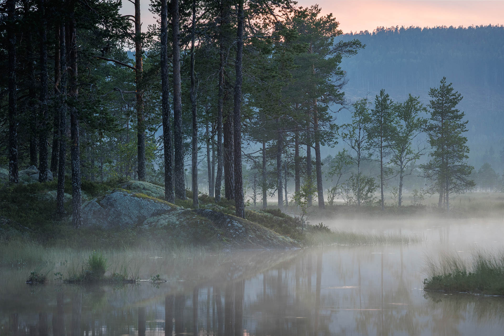 Misty pine forest in a Nordic landscape