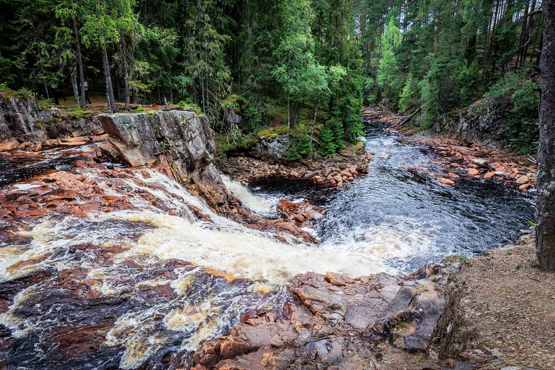 Forest stream flowing through a Scandinavian woodland