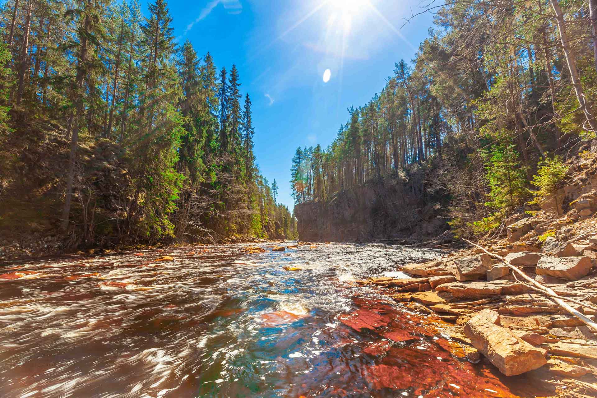 Small forest creek after rainfall