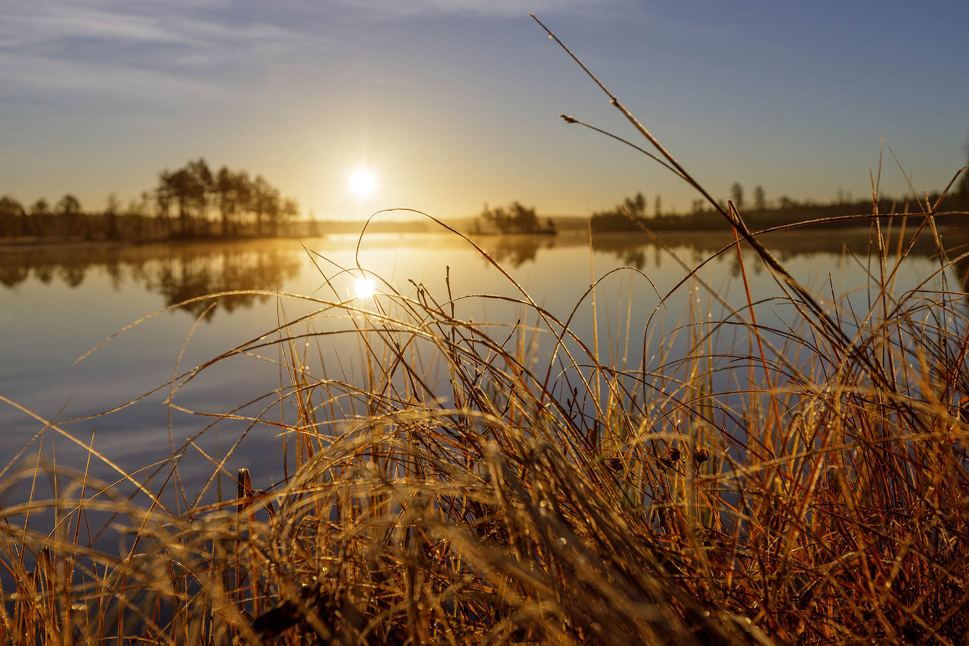 Golden reeds in a Nordic wetland landscape