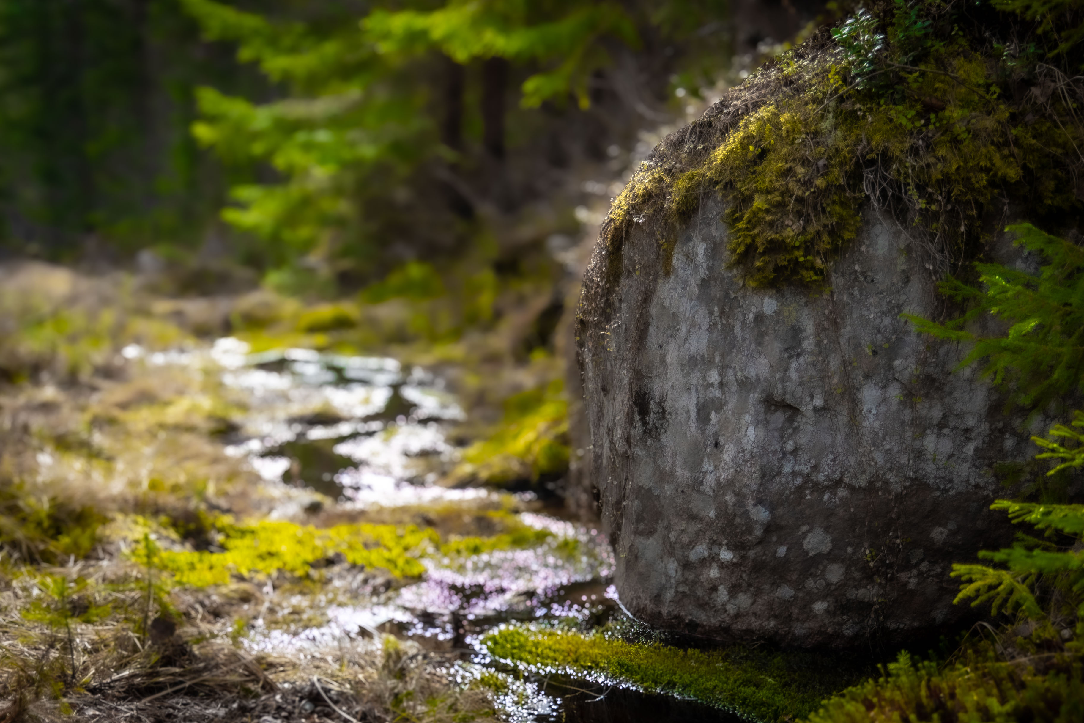 Large moss-covered rock beside a small forest stream