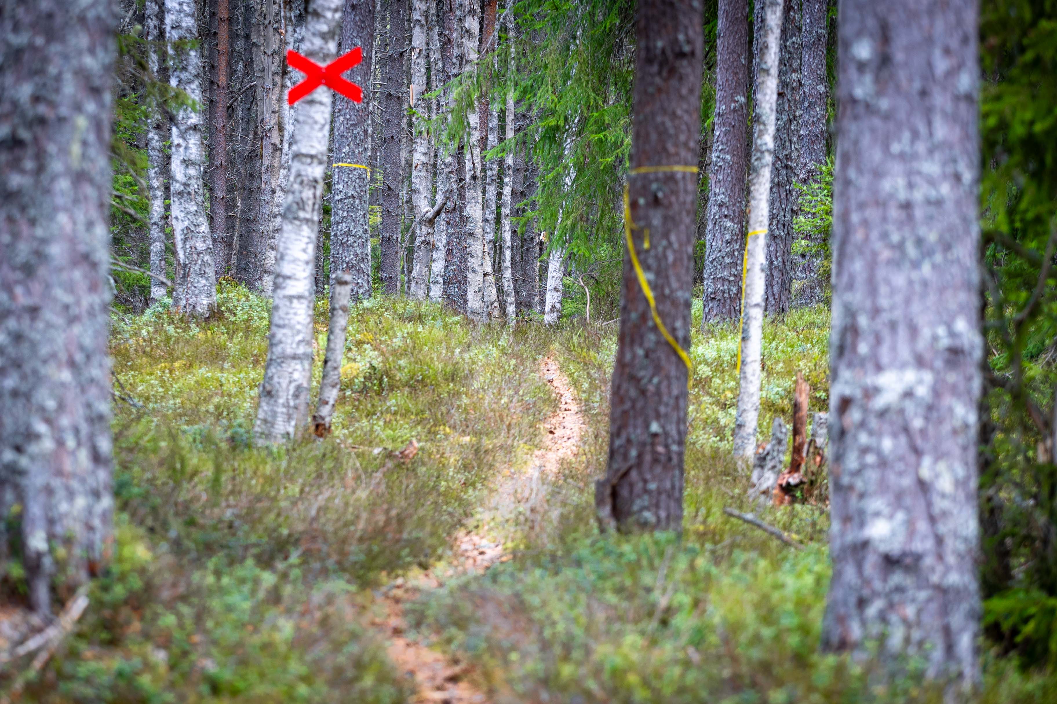 Forest path winding through trees in a Scandinavian woodland