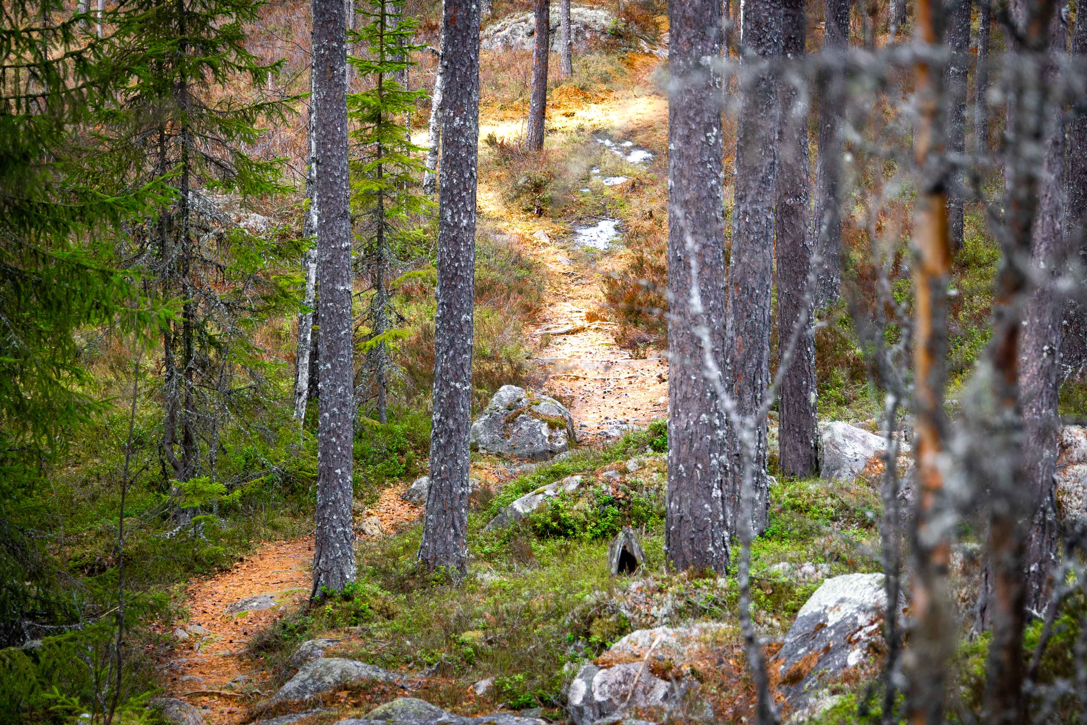 Narrow trail leading through a quiet Nordic forest landscape